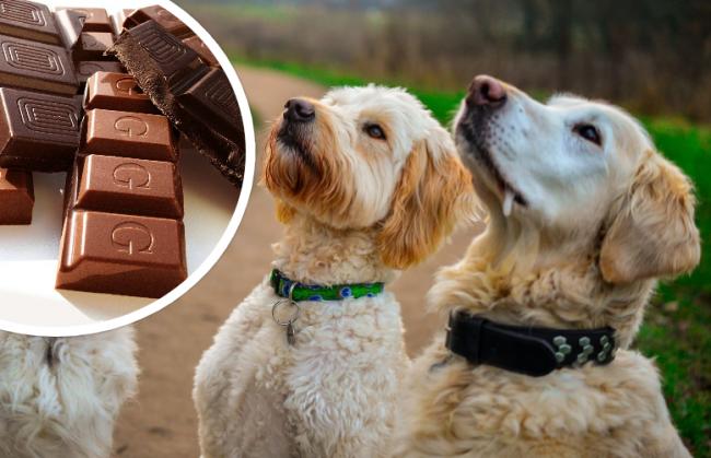 what to do if your dog eats chocolate