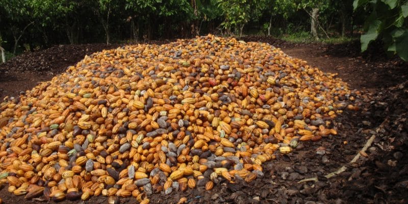 AFRICA: what is at stake in the new French initiative for sustainable cocoa