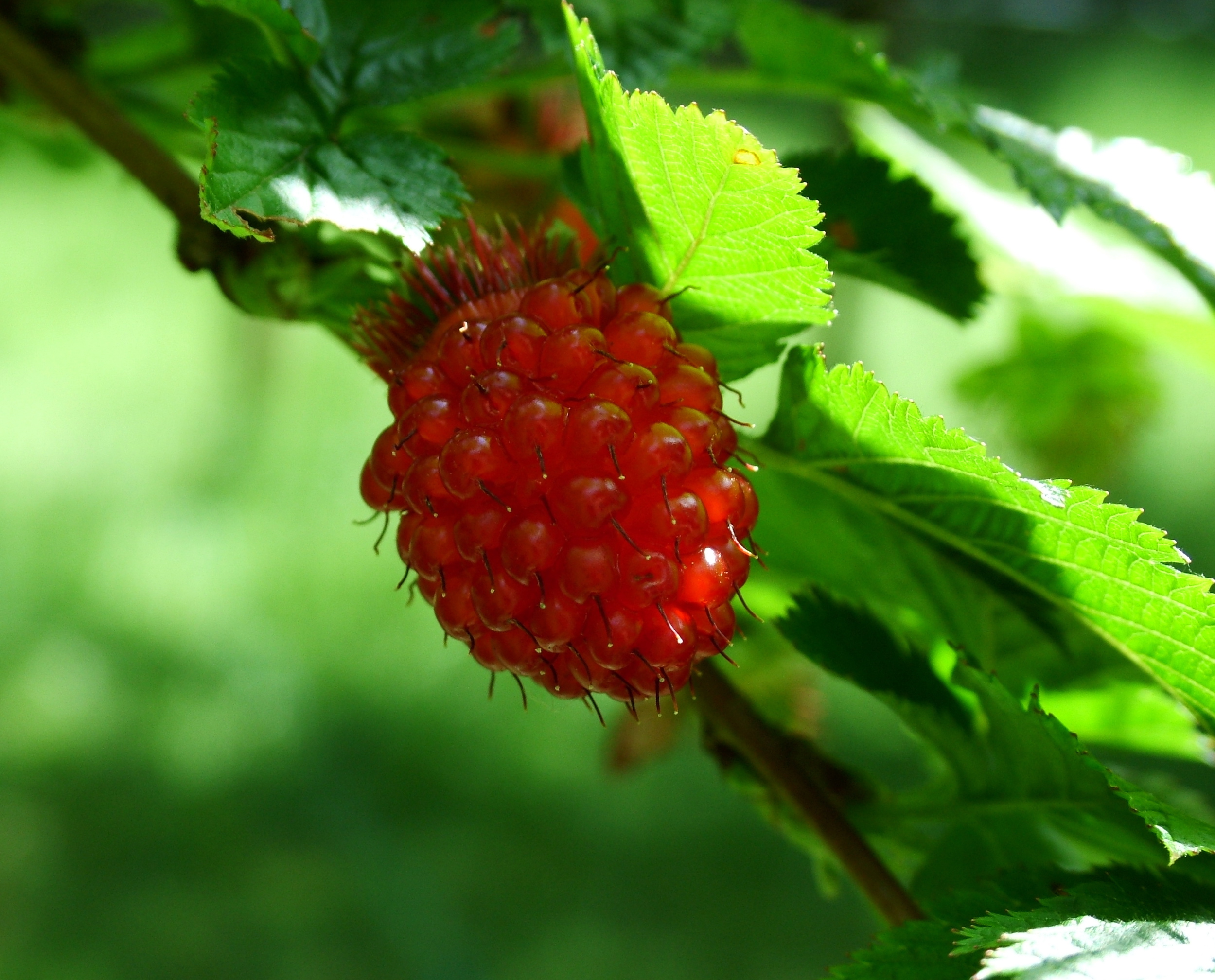 red salmonberry