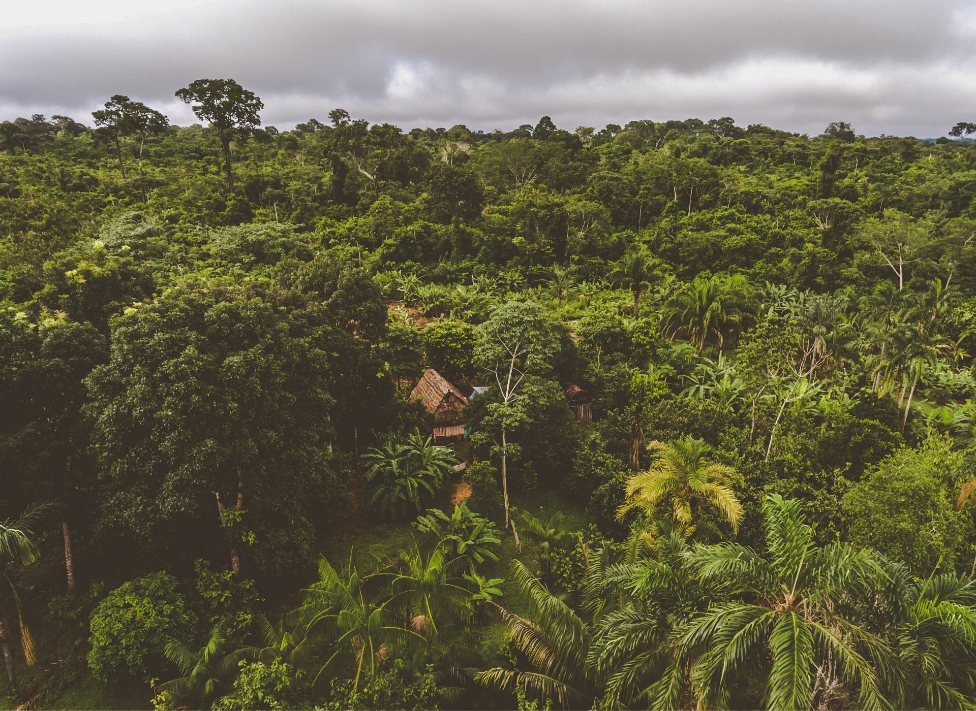 agroforestry cacao min