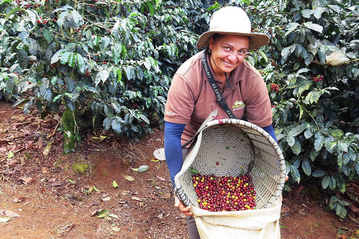 certified costa rican coffee farmer fullsize.jpg.optimal