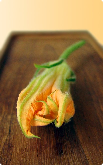 fleur de courgette